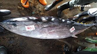 捕獲133公斤大魚　漁會：跨3魚種