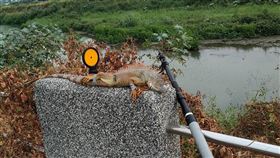 屏東巨尾綠鬣蜥已成功捕捉（2）屏東縣農業處長鄭永裕17日表示，日前網路上傳出一張巨尾綠鬣蜥的照片，隨即請合作的屏東鳥會與專門捕捉綠鬣蜥的雇工前往捕捉，以套索釣取跟設陷阱等方式進行，16日已成功捕獲。（屏東縣政府提供）中央社記者郭芷瑄傳真  109年12月17日
