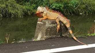 新／1米8「酷斯拉」抓到將要安樂死