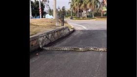 金門,蟒蛇,靠北金門,過馬路。(圖/翻攝自靠北金門臉書)