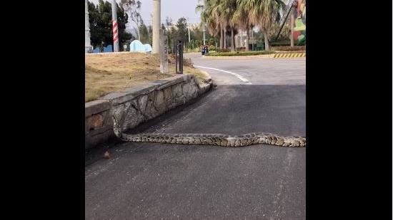金門巨蟒滑過馬路　21秒片全網看呆