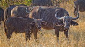 水牛（圖／翻攝自Pexels）