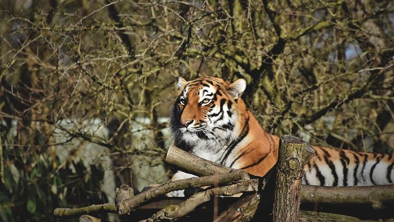 野生動物中心主任！竟帶頭殺虎吃虎鞭