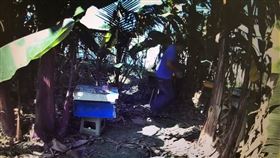 蜜蜂,授粉,絲瓜,竊盜