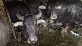 對於擎天崗水牛陸續暴斃，動社向政府呼籲3點：要求中央政府部門相關單位成立專案小組，立即主動介入、加快篩檢、針對現存的牛隻檢查並制訂緊急因應方法，以確保動物福利。（圖／動社提供）