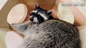 浣熊瘋玩貓跳台　網友看傻：超會爬！