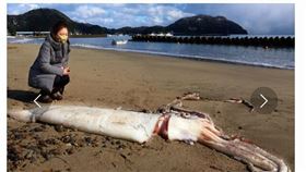日本京都府宮津市岩鼻沙灘17日被人發現一隻長度約3公尺的大王烏賊，屬幾年才會出現一次的罕見現象。（圖／翻攝自京都新聞網頁kyoto-np.co.jp）

