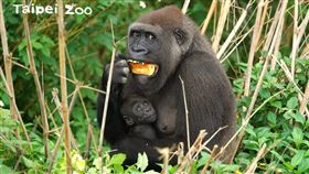 金剛猩猩寶寶叫Jabali(台北市立動物園提供)