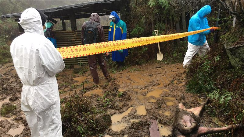擎天崗牛陸續亡　北市調查籲避開牛群