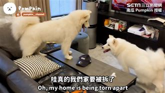 惡整！找同款汪偷調包　主人竟沒識破