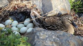 鴨蛋,鴨子,蛋,下蛋 （圖／翻攝自Pixabay）