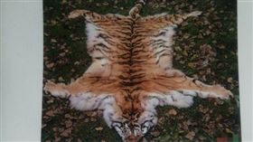 中國秦皇島傳出食用老虎肉（圖／翻攝自媒體人寇家祥微博）