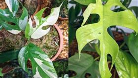 托尼種出基因突變的「姬龜背」，一片葉子就要價1.2萬英鎊。（圖／翻攝自instagram/notanotherjungle） 