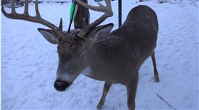 加拿大,鹿,弓箭,受傷（圖／翻攝自Carrot the Magic Deer and the Orange Heart Club臉書）