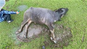 16:9
擎天崗水牛接連傳死亡　北市議員籲儘快釐清死因國民黨籍台北市議員耿葳指出，據資料統計，陽明山國家公園內水牛約82隻，但7日起陸續接獲民眾通報，初步統計已至少23隻水牛不明原因死亡，相關單位雖已採集死亡牛隻內臟化驗，仍應盡快釐清死因。（耿葳辦公室提供）中央社記者劉建邦傳真  109年12月18日