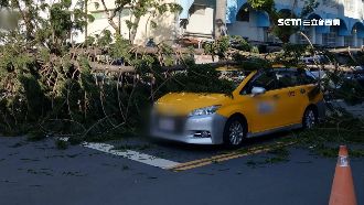 獨／樹翻牆砸小黃車頂　駕駛暈眩輕傷