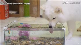 ▲薩摩耶犬Milky一見到魚缸就狂喝水。（圖／밀키복이탄이MilkyBokiTan 授權）