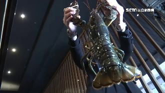 男訂3kg龍蝦！反悔棄單店損近7千