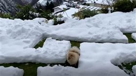 主人花1小時挖出冰雪迷宮，測試博美狗多久能走出迷宮。(圖／瑞士。Ricky的瑞士山居歲月授權使用)