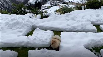 親爹挖坑　博美犬困冰雪迷宮原地呆愣