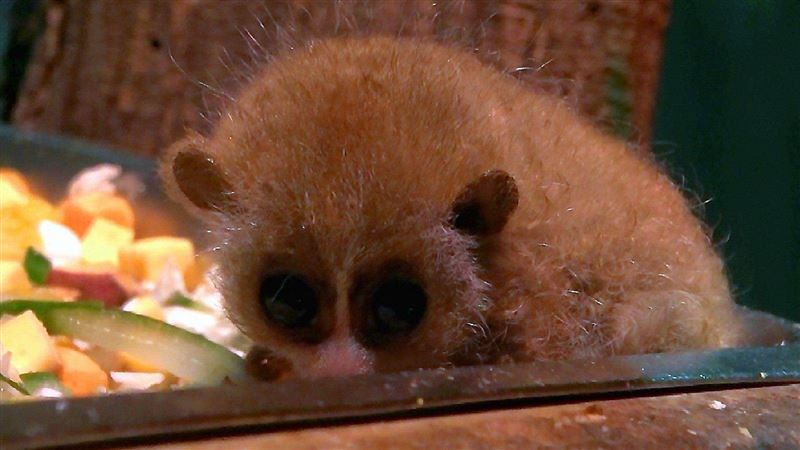 小懶猴「麻荖」誕生　竟常遭爸媽丟包