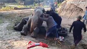 ▲熱心的人們讓牠吃下藥物及食物，並徒手將牠扶起（圖／AP/Newsflare 授權）