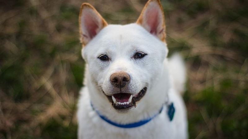 柴犬很笨？網搖頭曝1神犬：智商6歲