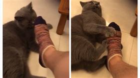 寵物,貓咪,襪子,腳臭（圖／翻攝自微博）