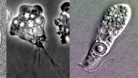 變形食腦蟲(圖/翻攝自美國疾病管制中心CDC)
