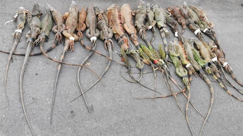 為何殺掉綠鬣蜥不TNR？網曝關鍵點