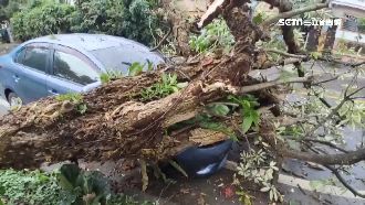 雨炸宜蘭未停歇　路樹突塌砸毀車頭