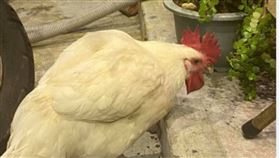 公雞,雞冠,開光,靈雞