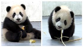 圓寶(圖／臺北市立動物園提供)