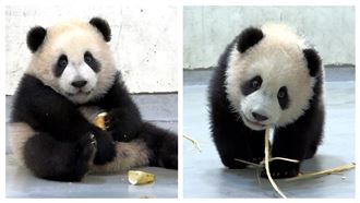 「圓寶」猛啃副食品　滿身碎屑模樣萌