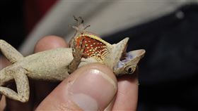 外來種沙氏變色蜥  體型小下巴有紅色喉囊外來種沙氏變色蜥體型約15至20公分，與壁虎差不多大，特徵是下巴有紅色的喉囊。（龔文斌提供）中央社記者張祈傳真  109年12月23日