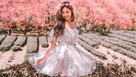 櫻花盛開時的武陵農場，就像置身於粉紅色的花海世界。（圖／KLOOK提供）