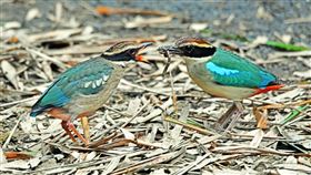 八色鳥台南六甲現蹤育雛繁殖台灣野鳥生態調查協會今年發現有八色鳥在台南市六甲區國有林地繁殖，並將繁殖及育雛過程以影像記錄，希望台南營造更多友善環境。（台南市農業局提供）中央社記者楊思瑞台南傳真　109年12月23日