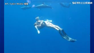 母帶萌娃潛水巧遇海豚　共游超夢幻