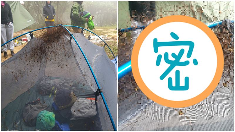帳篷冒「密集黑毛」仔細一看頭皮發麻