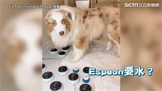 邊牧按鈕跟主人示愛　夥伴渴幫要水喝