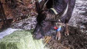 投糧救援陽明山水牛群（2）台北市陽明山擎天崗日前發生多起水牛死亡，死因初步判斷指向食物來源營養成分不足。台灣動物社會研究會、國民黨台北市議員耿葳與陽明山國家公園管理處22日帶糧草及鹽磚緊急投糧救援，牛隻似乎也迫不及待。中央社記者吳家昇攝　109年12月22日