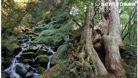 桃園,拉拉山,神木群,步道,柿子（圖／讀者提供）