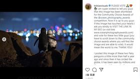 16:9
喪偶企鵝「互相拍拍」作伙看夜景　感人瞬間獲攝影大獎
圖／翻攝自tobiasvisuals IG