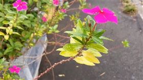 台中男子誤信日日春能抗癌，服用一個月肝指數飆高14倍，險引發猛爆性肝炎。(圖／署立豐原醫院提供)