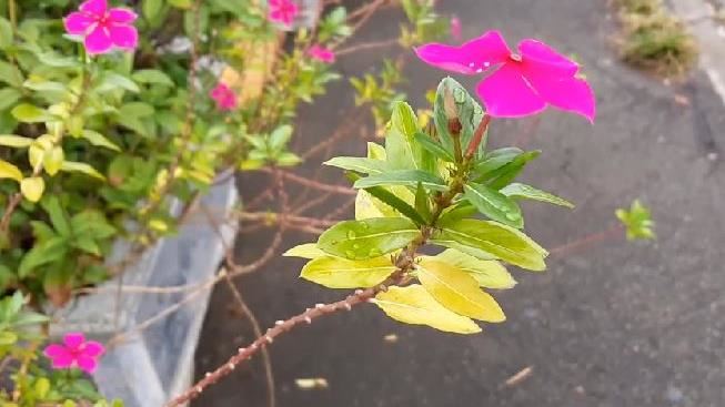 男子服這藥才1個月　險猛爆性肝炎死