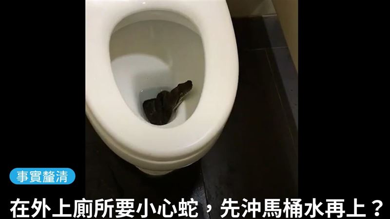 祕／上廁所小心蛇咬屁股　一招自保？
