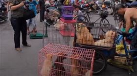 ▲中國玉林荔枝狗肉節。（圖／截取自微信影片）