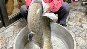 鱸鰻,頭前溪,洗屍水,釣魚,（圖／吳慶杰提供）