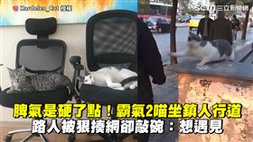 脾氣是硬了點！霸氣2喵坐鎮人行道　路人被狠揍網卻敲碗：想遇見