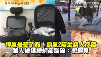 2喵守人行道　路人被狠揍網卻超想見